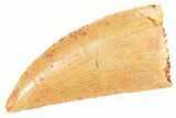 Serrated Raptor Tooth - Real Dinosaur Tooth #364717-1